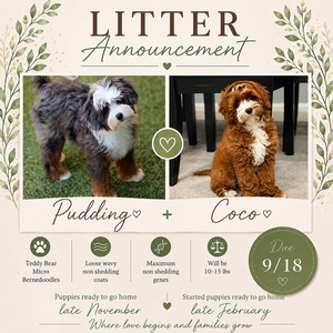 Coco + Pudding - Micro Teddy Bear Bernedoodles  