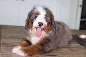 WAITLIST Bailey + Toad - Mini Bernedoodles 