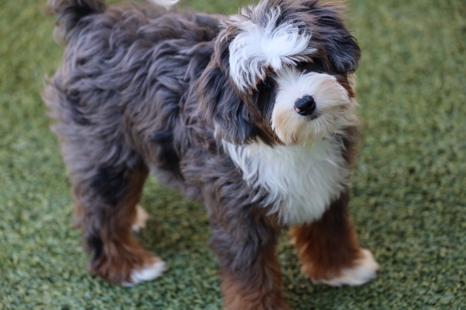 Shady Oak’s Pudding