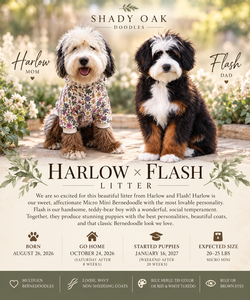 Harlow + Flash -Petite Mini Bernedoodles 