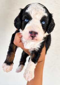 Benji 