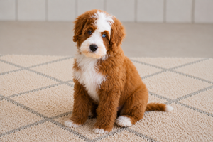 Arlo