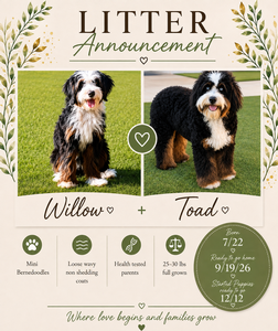 Willow + Toad - Mini Bernedoodles 