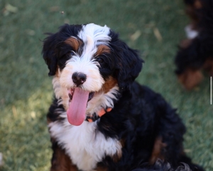 Maple X Banks - Standard Bernedoodles 