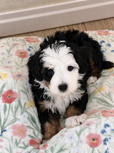 Posie’s Tri Female 