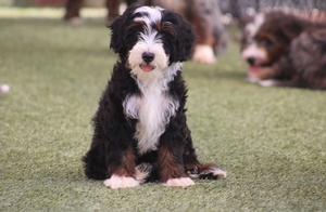 Lily + Jerry - Mini Bernedoodles 