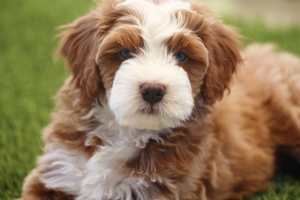 Kora + Tug - Mini Bernedoodles 
