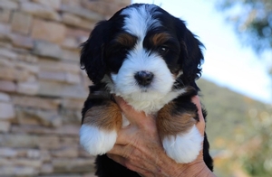 Lucy + Pudding - Micro Mini Bernedoodles 
