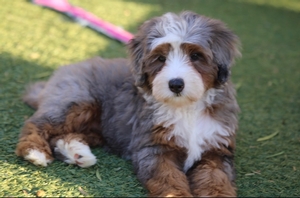 Bella + Flash - Mini Bernedoodles 