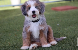 Gracie + Flash- Mini Bernedoodles 