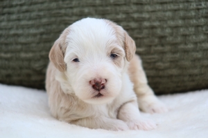Isla Yellow Male 