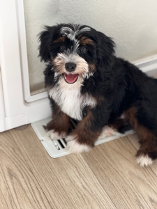 Tucker 