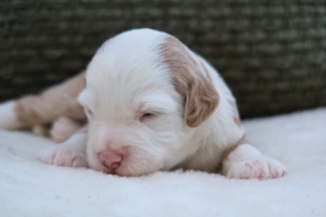 Isla Red Male 