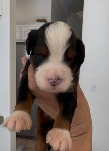 Lilly + Jerry Classic Black Tri Male