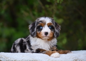 Munchkin Bernedoodle Wait List 2027