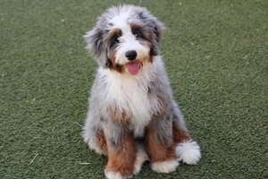 WAITLIST Skye + Jerry - Mini Bernedoodles 