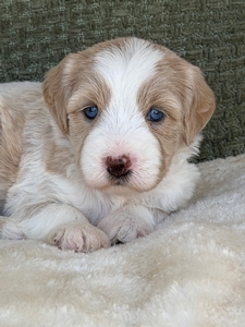 Milo 
