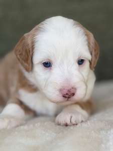 Isla Red Male 