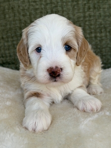 Isla Yellow Male 