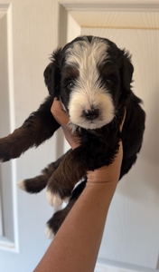 Penny’s Male 