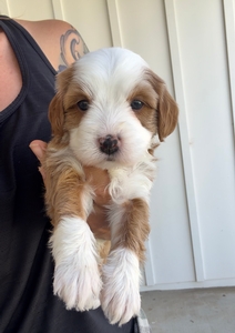Isla’s Female 