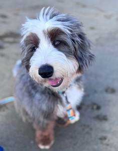 Bailey + Toad Litter 