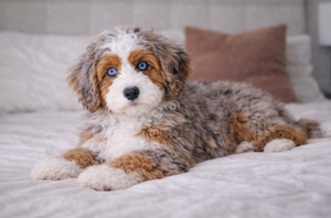 WAITLIST Pepper + Toad - Mini Bernedoodles 