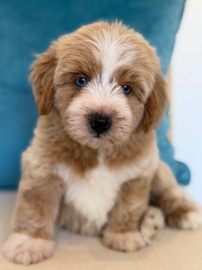 Isla Grey Male 