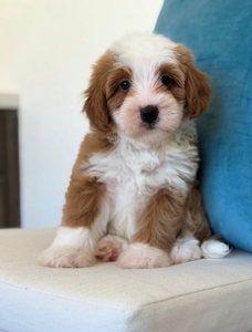 Bella