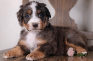 Violet Dark Green Male 