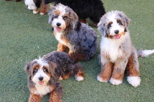 WAITLIST Misty + Toad - Mini Bernedoodles 