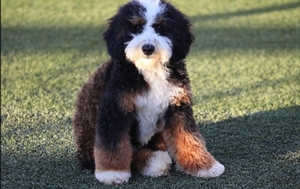 Shady Oak’s Dolly Rose