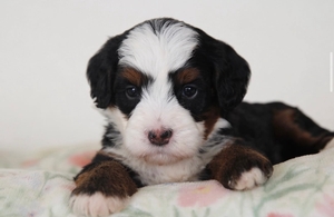 Dolly + Tug - Mini Bernedoodles 