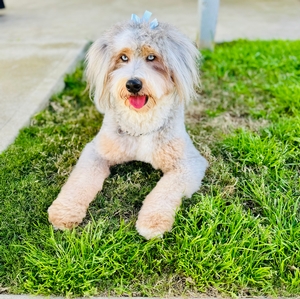 Shady Oak’s Bella 