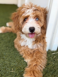 Stella 