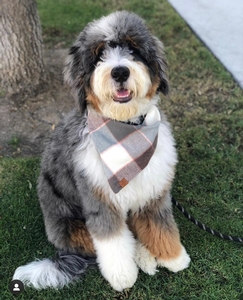Molly + King - Standard Bernedoodles 