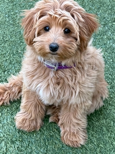 Mocha + Flash - Micro Mini Bernedoodles 