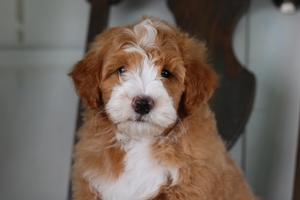 Molly Red Male 