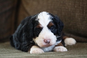 Dumpling - Petite Mini Bernedoodle 