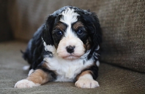 Douglas - Petite Mini Bernedoodle 