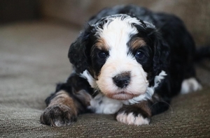 Doby - Petite Mini Bernedoodle 