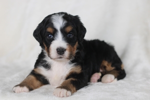 Candy Red Female 