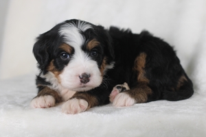 Candy Tri Male