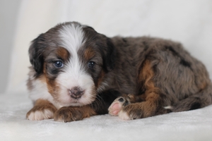 Candy Purple Female 