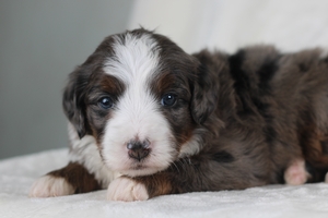Candy Pink Female 