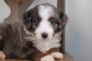 Candy Pink Female 