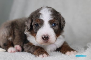 Violet Light Blue Male 