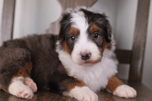 Violet Dark Blue Male 