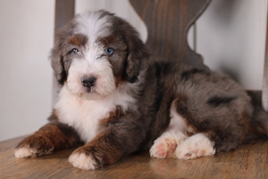 Violet Light Blue Male 