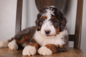 Violet Dark Blue Male 